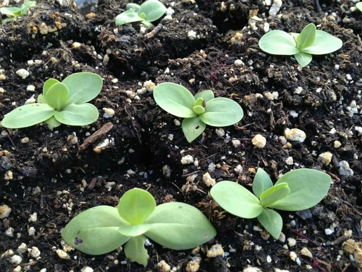 Пикировка эустомы. Всходы рассады эустомы. Эустома пикировка рассады. Ростки эустомы. Эустома пикировка.