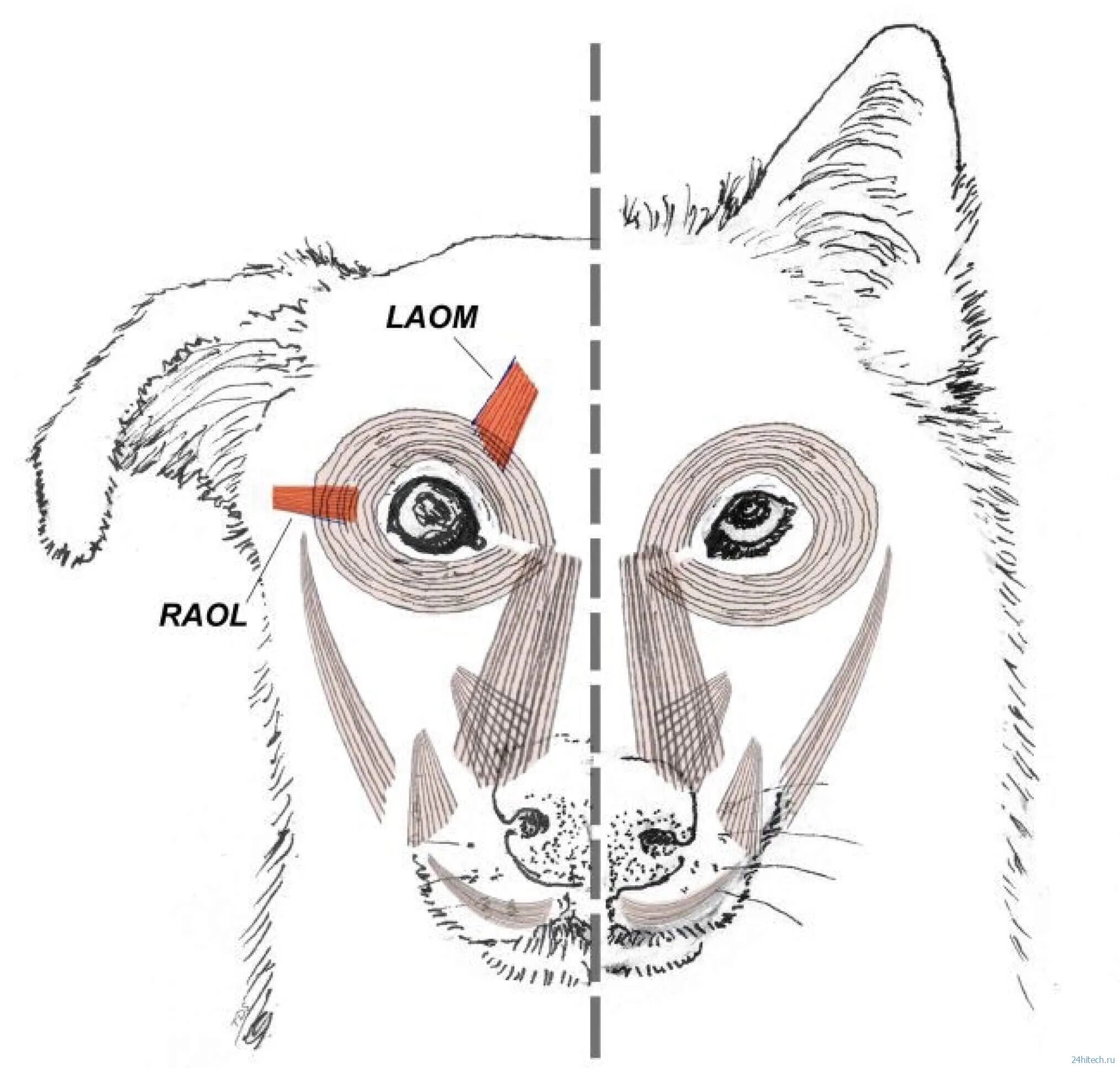 С точки зрения собаки. Анатомия морды собаки. Строение морды собаки. Мышцы морды собаки. Анатомия морды собак мышцы.