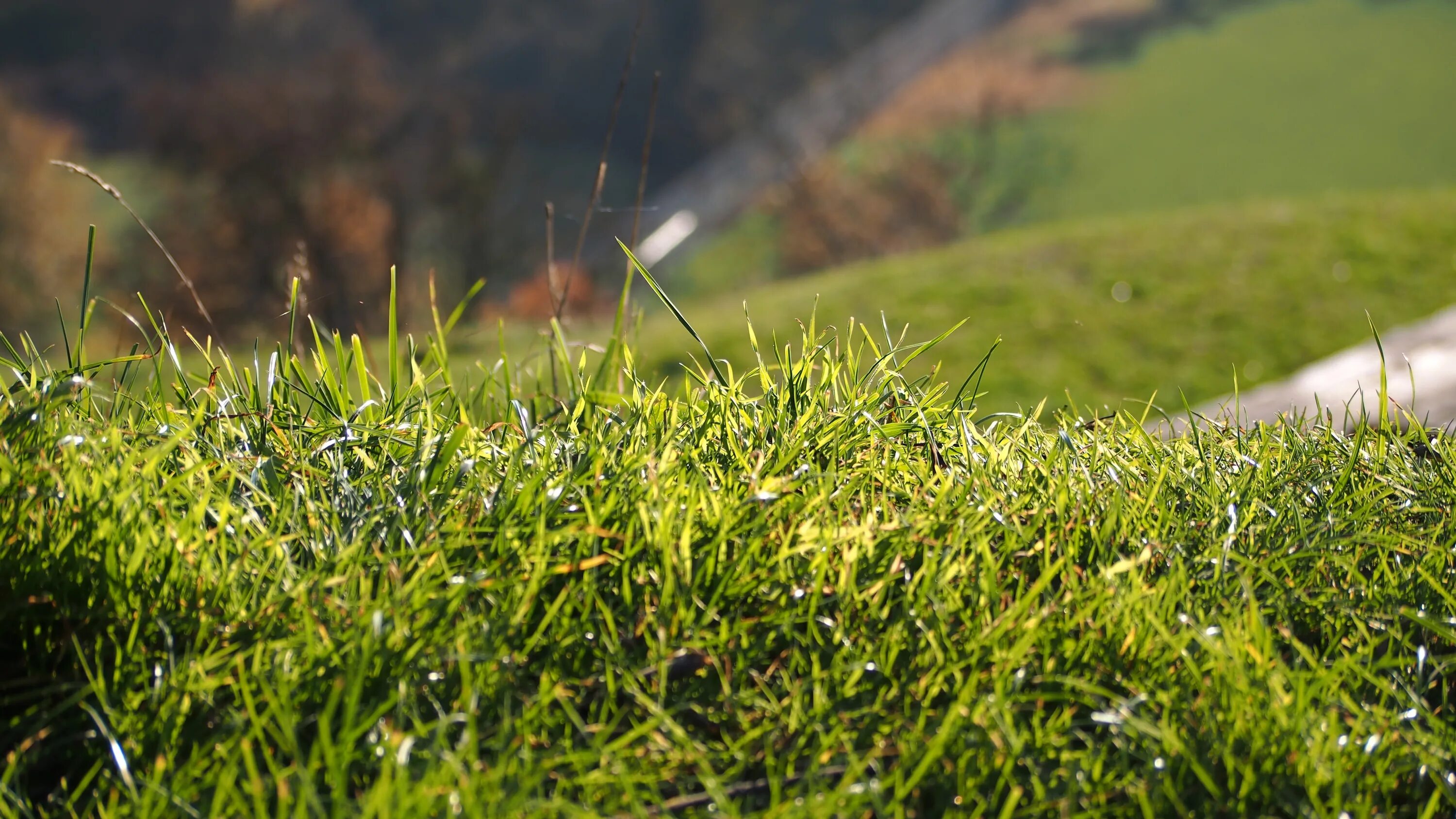 Grass network. Газон Грин Медоу. Мятлик. Райграс пастбищный для газона. Трава Green Meadow.