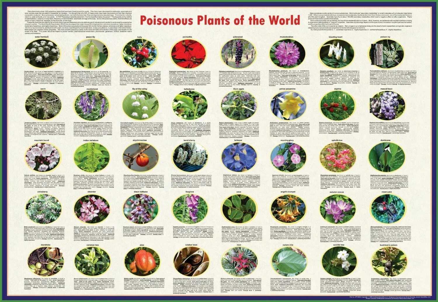 Poison plant. Poisonous Plants. Плакат ядовитые растения. Poisonous Plants best name.