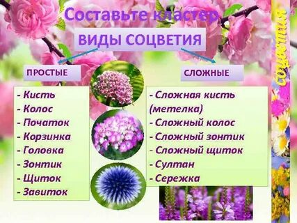 Головка примеры