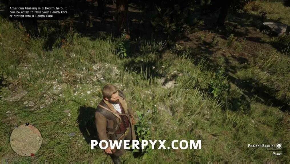 Рдр орхидея леди ночи. Red dead redemption 2 орхидея леди ночи. орхидея леди ночи в rdr 2. рдр 2 травник. орхидеи «леди ночи» рдр 2.