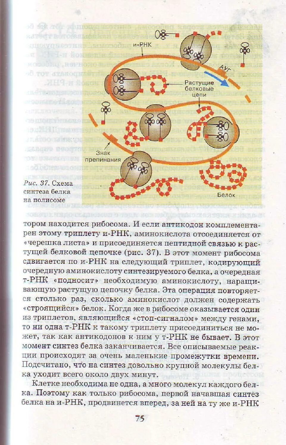 Биология 9 класс учебник конспекты. Биология 9 класс 75 страница Пасечник. Биология 9 класс учебник 75 страница. Страницы учебника по биологии 9 класс. Биология страница.