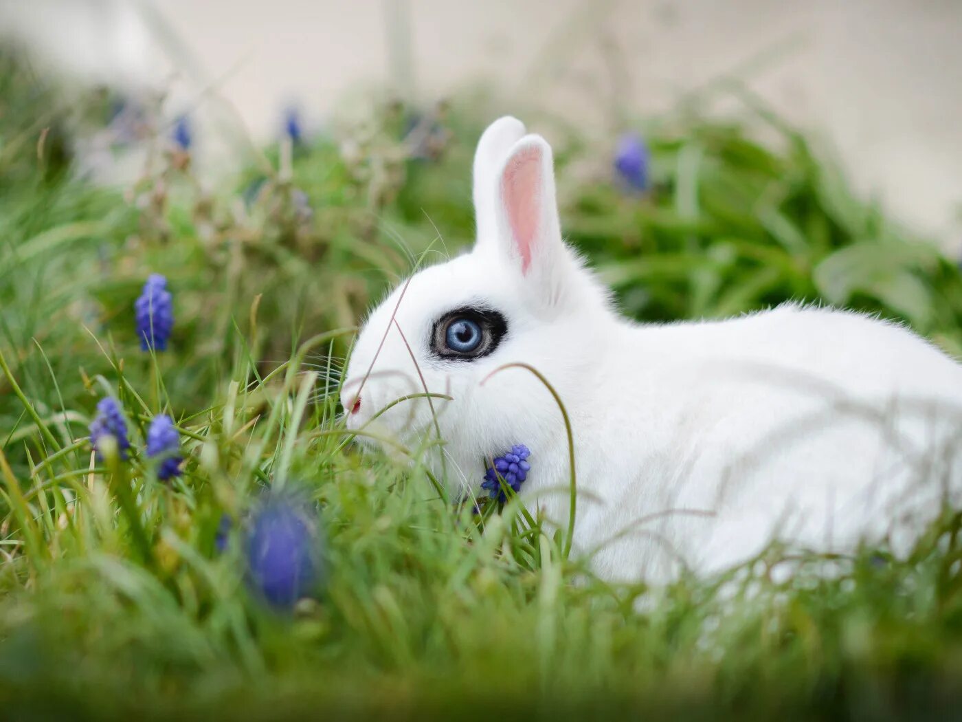 Flower rabbit