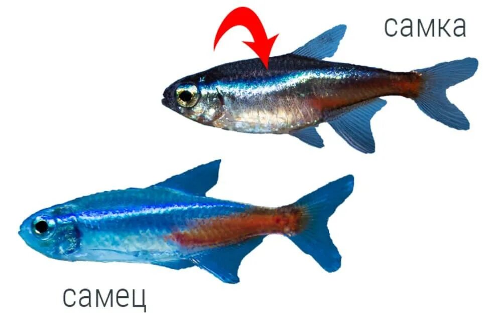 Неон черный рыбка аквариумная самец самка. Неоны самки и самцы. Голубой неон самец и самка. Голубой неон самец и самка. Неончики аквариумные рыбки.