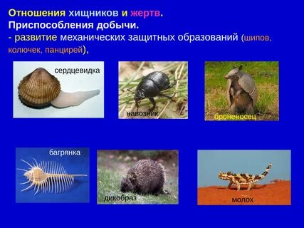 Какая роль хищников в природе