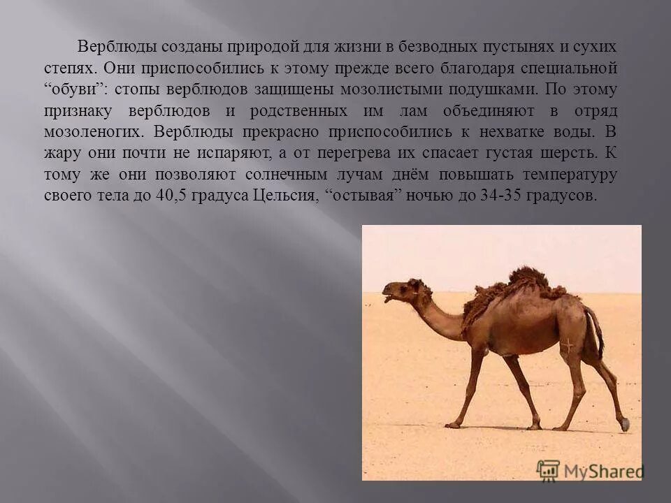 Верблюды в пустыне 4 класс. Верблюд презентация. сообщение о верблюде в пустыне. доклад про верблюда. презентация о верблюде в пустыне.