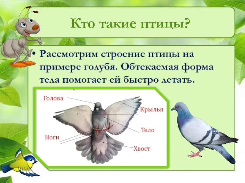 Презентация урока окружающий мир 1 класс. Окружающий мир. Птицы. Птицы для презентации. Птицы 1 класс окружающий мир. Кто такие птицы презентация.