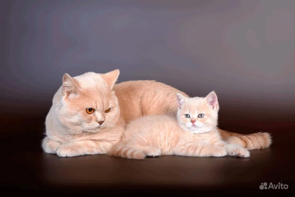 британская персиковая кошка. шотландские кошки вислоухие кремовый табби. британская персиковая кошка. бритиш шортхэйр персиковый. персиковый британец котенок.