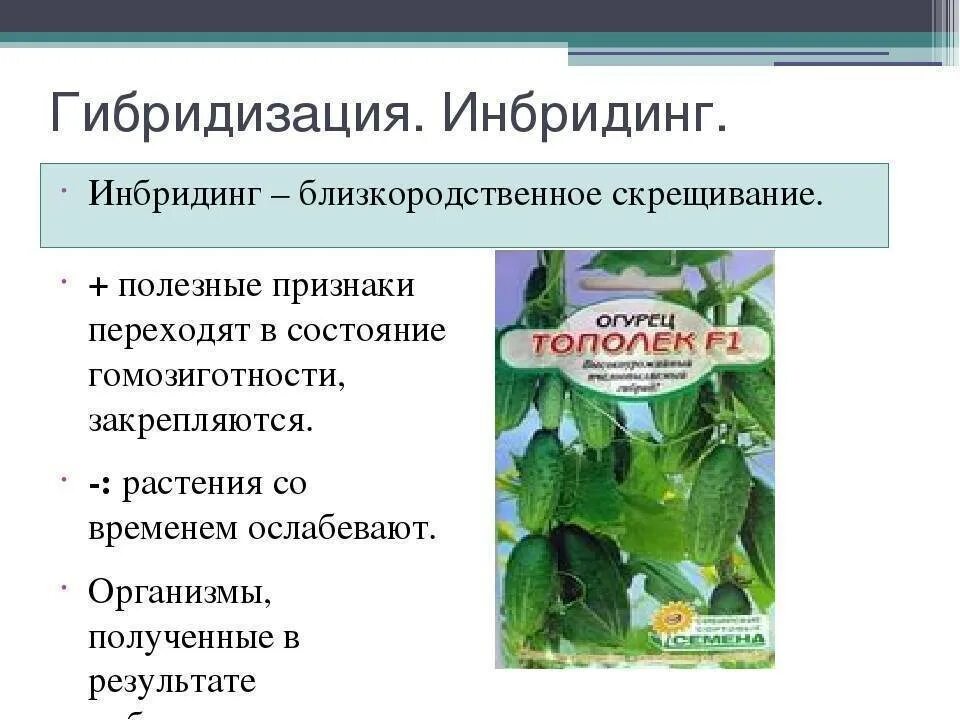 Гибридизация близкородственное скрещивание. Гибридизация инбридинг и аутбридинг. Метод гибридизации растений. Инбридинг в селекции растений. Методы селекции близкородственное скрещивание.