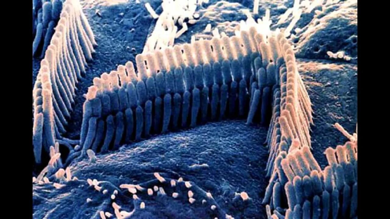 Наружные волосковые клетки гистология. Наружные волосковые клетки функция. Ухо строение волосковые клетки. Волосковые клетки улитки в ухе. Чувствительные клетки внутреннего уха