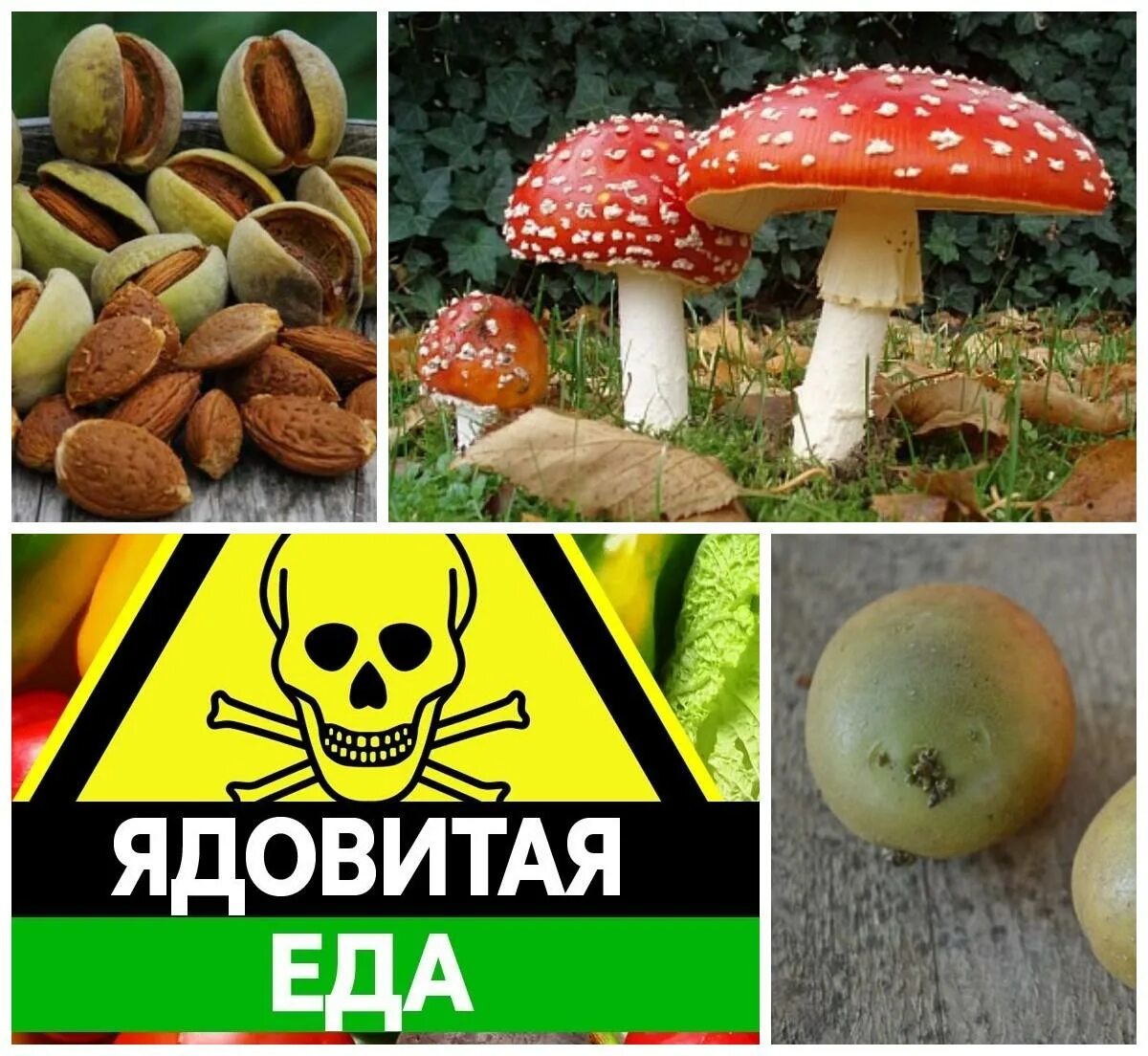 Несъедобная еда. Ядовитые продукты. Несъедобные продукты. Ядовитая пища. Продукты яд.