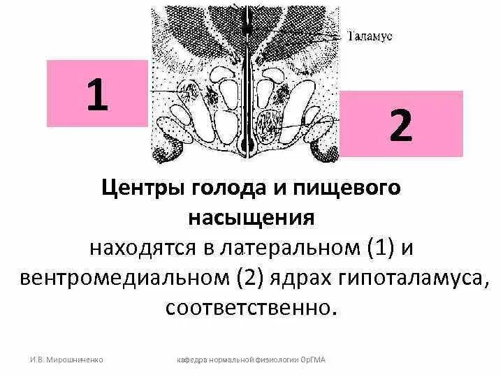 Центр голода находится выберите ответ. Центр голода находится выберите ответ