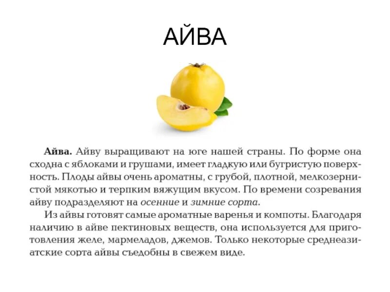 Айва фрукт полезные. Айва характеристика плода. сообщение о айве. чем полезна айва.