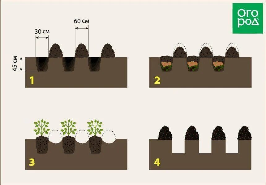 Посадка картофеля в гребни по голландской технологии. Глубина борозды для посадки картофеля. Посадка картофеля схема посадки. Схема посадки картофеля на грядке. Способы высадки