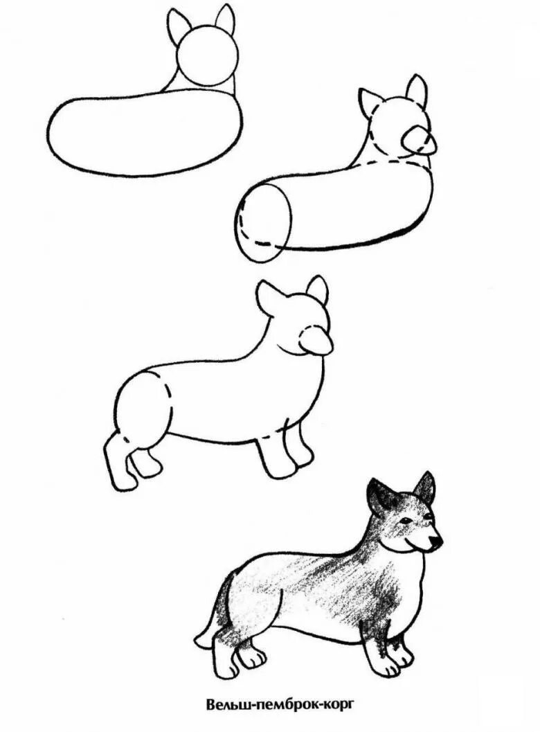Схема собаки рисунок. Схема рисования собаки для детей. Пошаговое рисование собаки. Рисунки животных для детей легкие. Уроки рисования собака для детей.