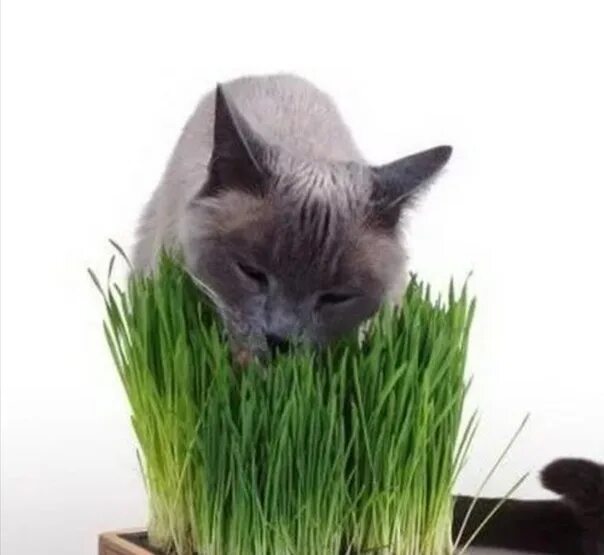 Какую траву можно давать кошкам