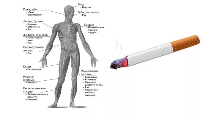 Организм после сигарет. Воздействие курения на организм схема. Влияние курения на организм человека рисунок. Воздействие табачного дыма на организм человека. Влияние курения на органы человека.