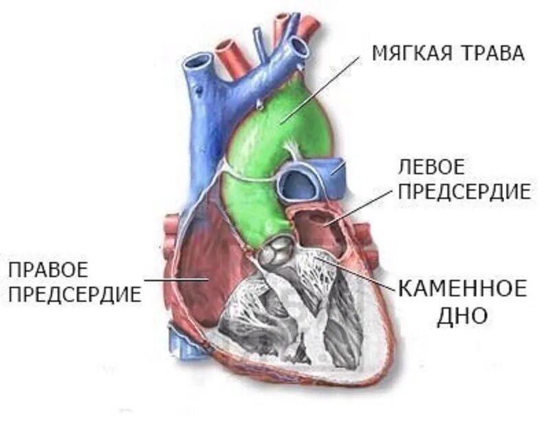 Сердце твое двулико. Сверху трава а снизу Каменное Каменное дно. Анатомия сердца по Агате Кристи.