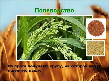 Экономика алтайского края 3 класс окружающий мир