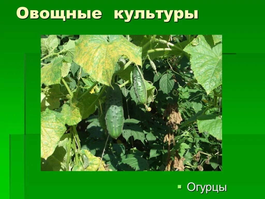 К какой культурной группе относится огурец. Огурец культурное растение. Огурцы и овощные культуры. Сообщение о культурном растении огурец. Овощные культурные растения огурцы.