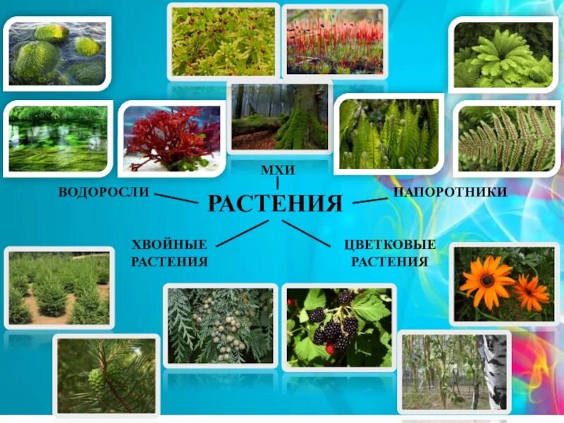 Разнообразие растений 3 класс тетрадь. Разнообразие растений. мир растений разнообразие растений. растения группы растений. водоросли мхи папоротники хвойные.