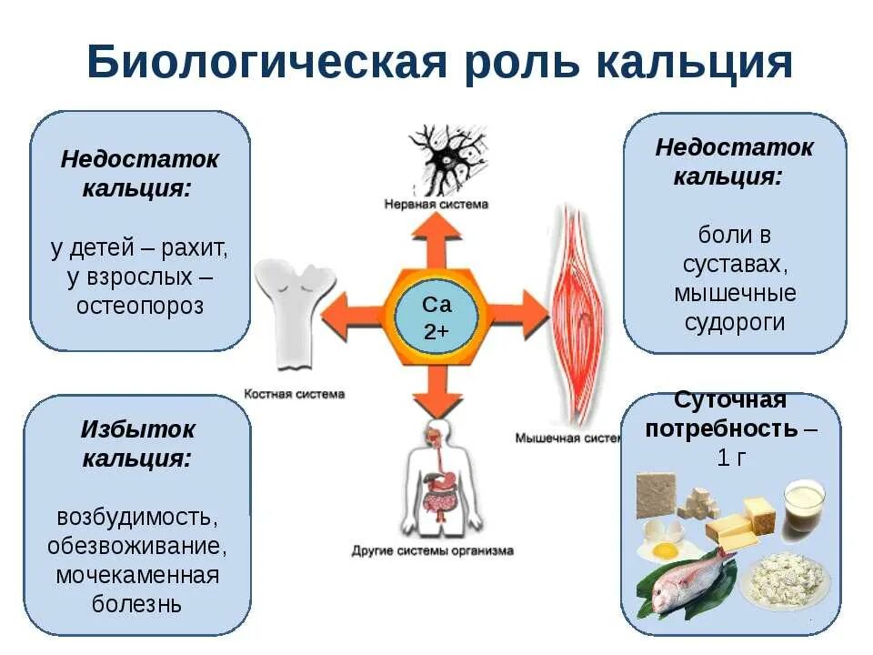 Функции кальция в организме человека. Функции ионов кальция в организме человека. Биологическое значение ионов кальция. Биологическая роль ионов кальция.