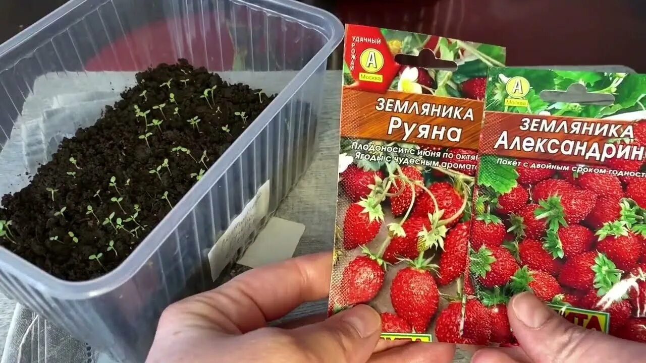Дни посадки земляники на рассаду. Клубника из семян. семена клубники для выращивания. красная шапочка семена земляники на рассаду. когда сеять землянику на рассаду.