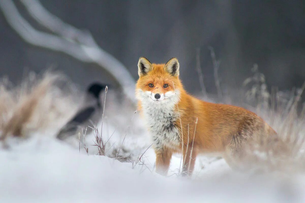 Обыкновенная лисица. Лиса зима. Сибирская лиса. «лиса в лесу». Лиса сидит.