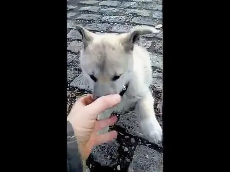 2 лайка поставили. Западно Сибирская лайка щенки 2 месяца. Щенок ЗСЛ В 2 месяца. Лайка 2 месяца и кошка.