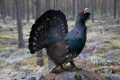 Глухарь птица виды