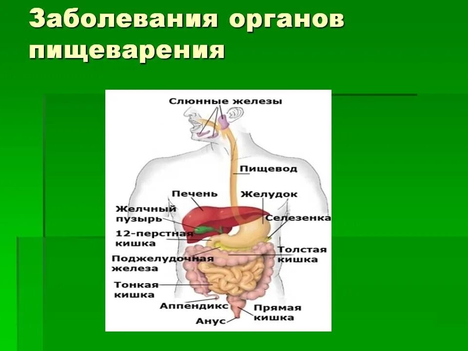 Заболевания пищеварения. Заболевания пищеварительных органов. Нарушение пищеварительной системы. Заболевания систем органов пищеварения. Проблемы пищеварительной системы