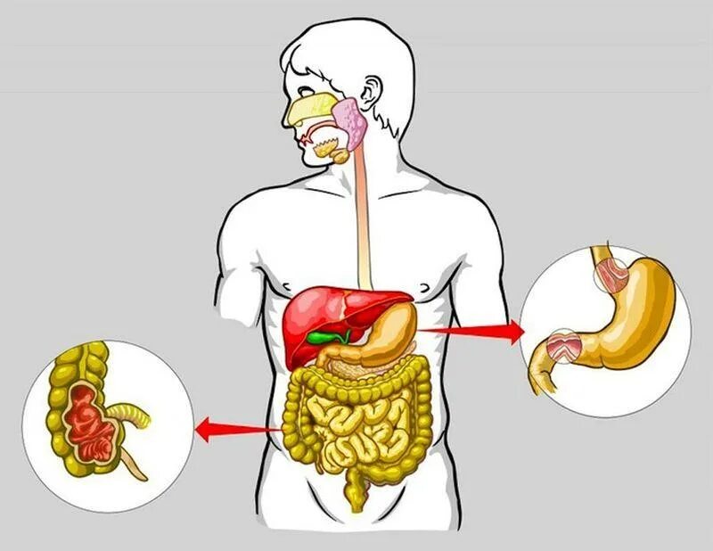 Органы пищеварения. Пищеварительная система человека. Организм человека пищеварительная система. ЖКТ человека. Пищеварительный процесс человека