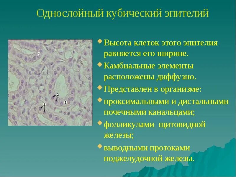 Кубические клетки канальцев почки. Однослойный кубический эпителий рисунок. Кубические клетки что это. Клетки кубического эпителия. Многослойный кубический эпителий выстилает.