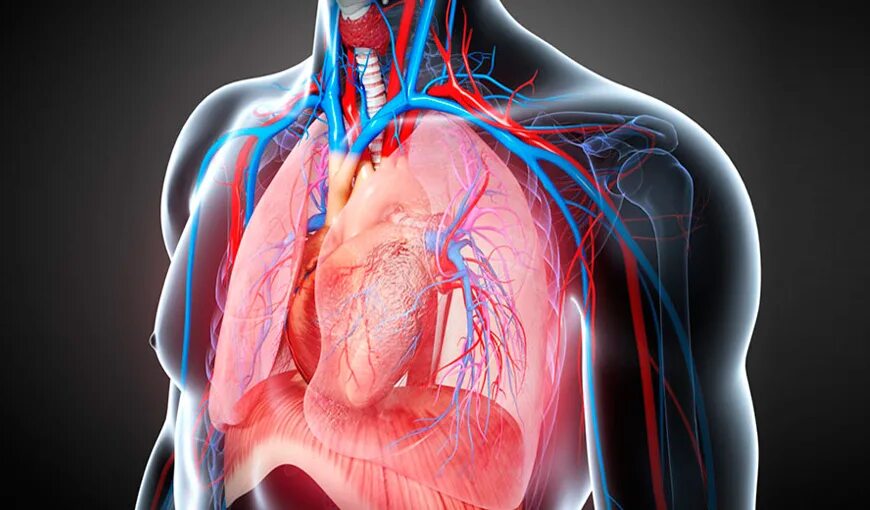 Легкие сердечные заболевания. Сердечно сосудистая и дыхательная система. Болезни системы дыхания. Дыхательная система и сердце.