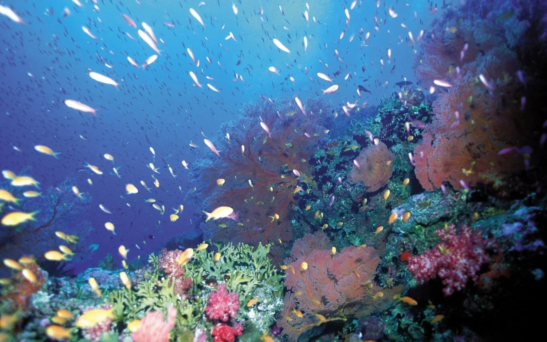 Подводный мир. Морское дно. Подводный мир кораллы. Подводный мир черного моря.