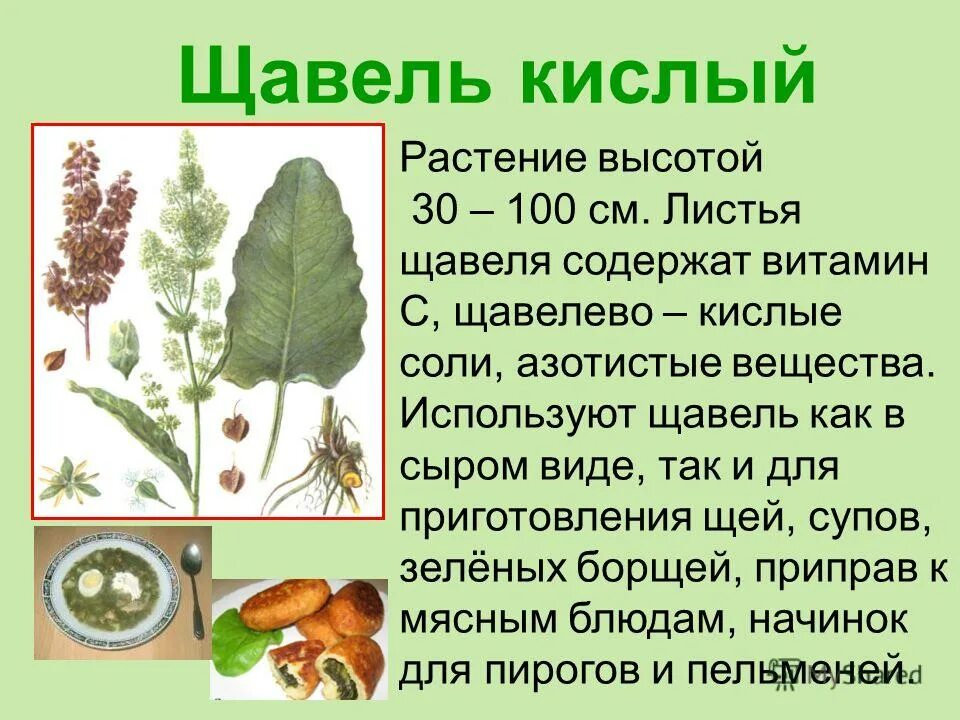 Кымыздык ревень. Кустарник с круглыми листьями. Майкопский щавель. Растение с листьями кислого вкуса. Щавель (rumex).