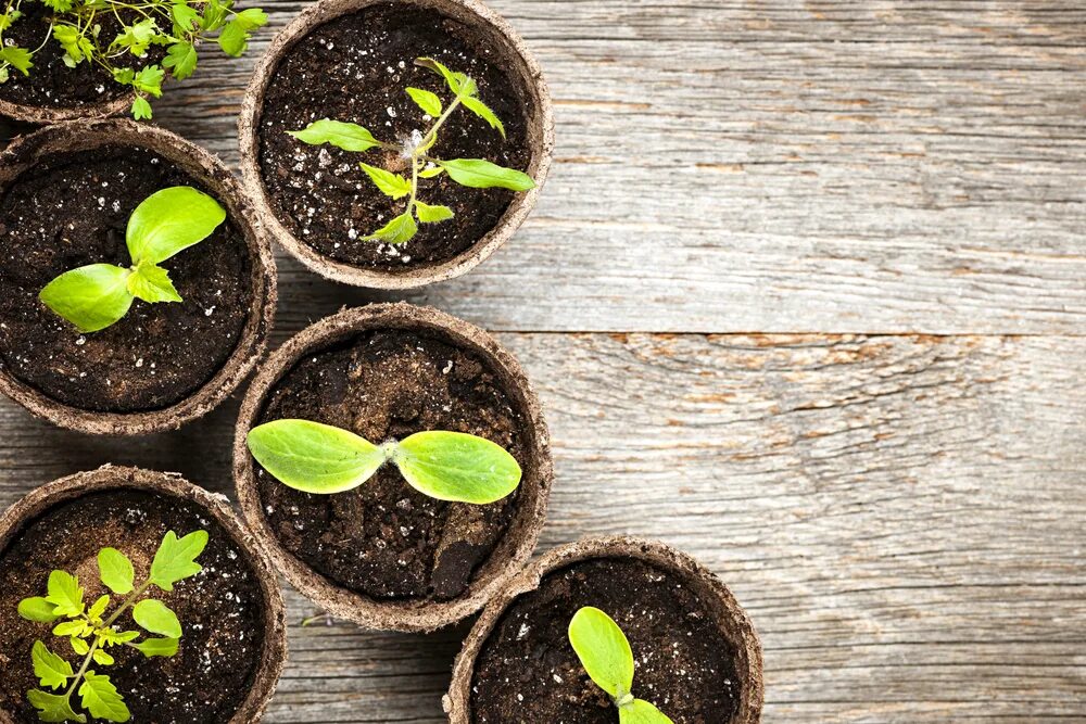 Циния вытянулась как посадить. Seedling «рассада». рассада цинии вытянулась. рассада белокочанной капусты. семена для рассады.