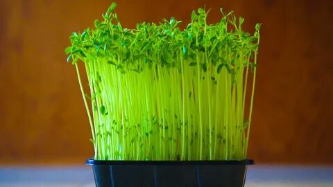 Pea shoot