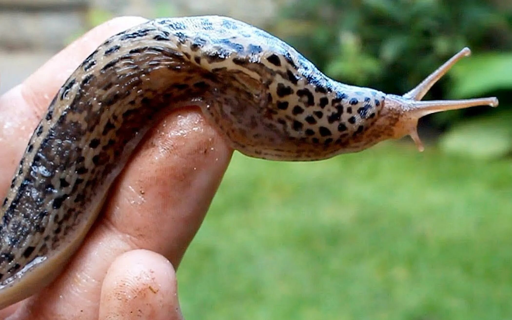 Чем опасны улитки для человека. СЛИЗЕНЬ Лимакс Максимус. СЛИЗЕНЬ Limax Maximus леопардовый. Гигантский СЛИЗЕНЬ Limax. СЛИЗНЯК это моллюск.