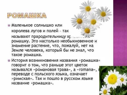Опиши ромашку
