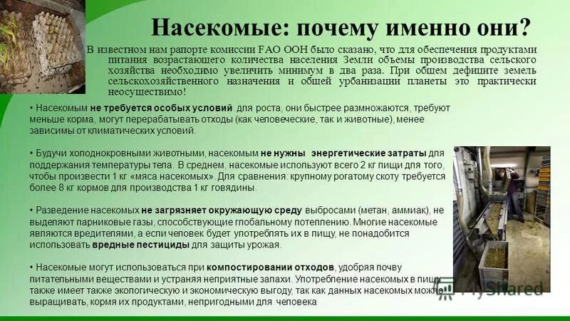 разведение крупного рогатого скота. интенсивное выращивание и откорм крупного рогатого скота. высокопродуктивных молочных коров. необходимые природные условия для выращивания говядины. животноводство условия разведения.