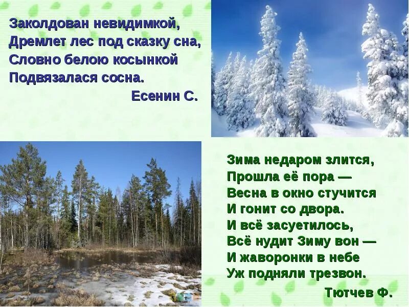 Я заколдован. Заколдован невидимкой дремлет лес. словно белою косынкой подвязалася сосна. дремлет лес под сказку сна. заколдован невидимкой лес под сказку сна словно белою косынкой сосна.