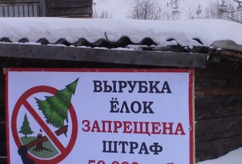 Запретили елки