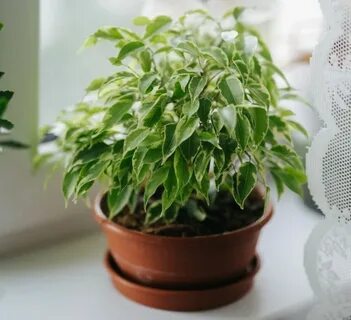Фикус бенджамина какая земля