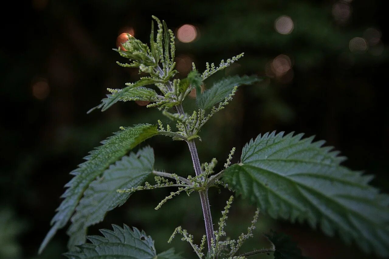 Лесной крапива. Крапива двудомная. Urtica angustifolia крапива узколистная. Крапива двудомная Эстетика. Крапива двудомная плантация.