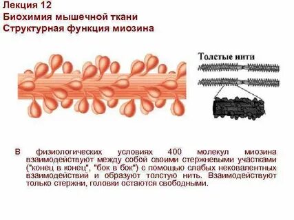 Мышечная ткань состоит из белков