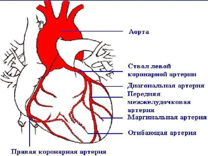 Кровообращения передней. Ствол левой коронарной артерии анатомия. Правая коронарная артерия схема. Коронарное кровообращение схема. Кровоснабжение сердца схема.