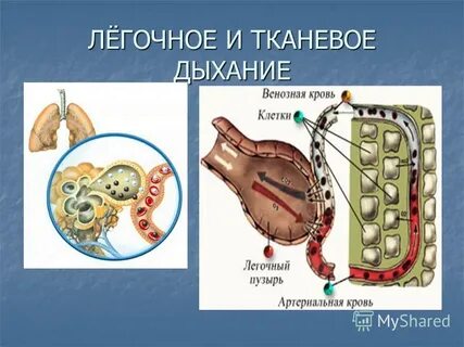 Процесс тканевого дыхания