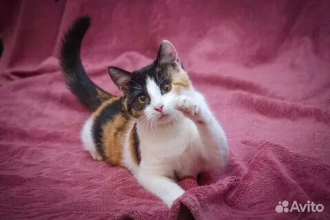 Добрые руки кошки нижний новгород